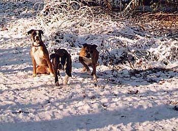 Auf die Plätze fertig los ! links Sinaia, vorne Xerx und Polly, Polly im Alter von 12 Jahren